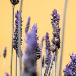 5 formas de usar o óleo de lavanda no seu dia a dia