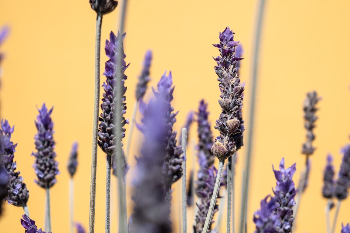 5 formas de usar o óleo de lavanda no seu dia a dia