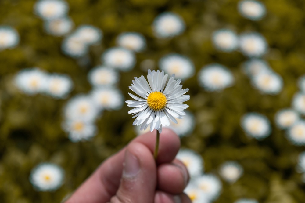 Flor de camomila. Fonte: Pexels