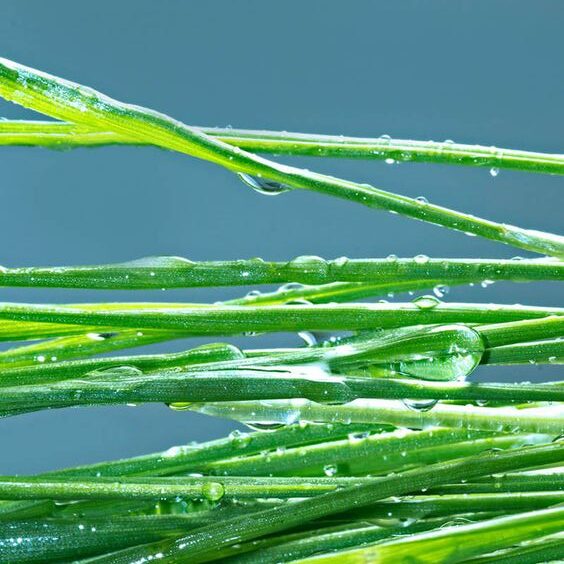 benefícios do óleo essencial de vetiver