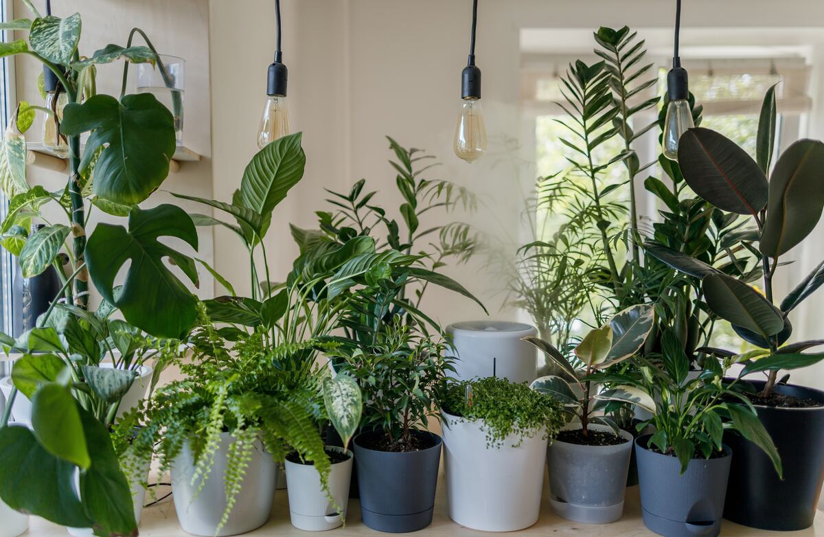 8 plantas para decorar o seu banheiro