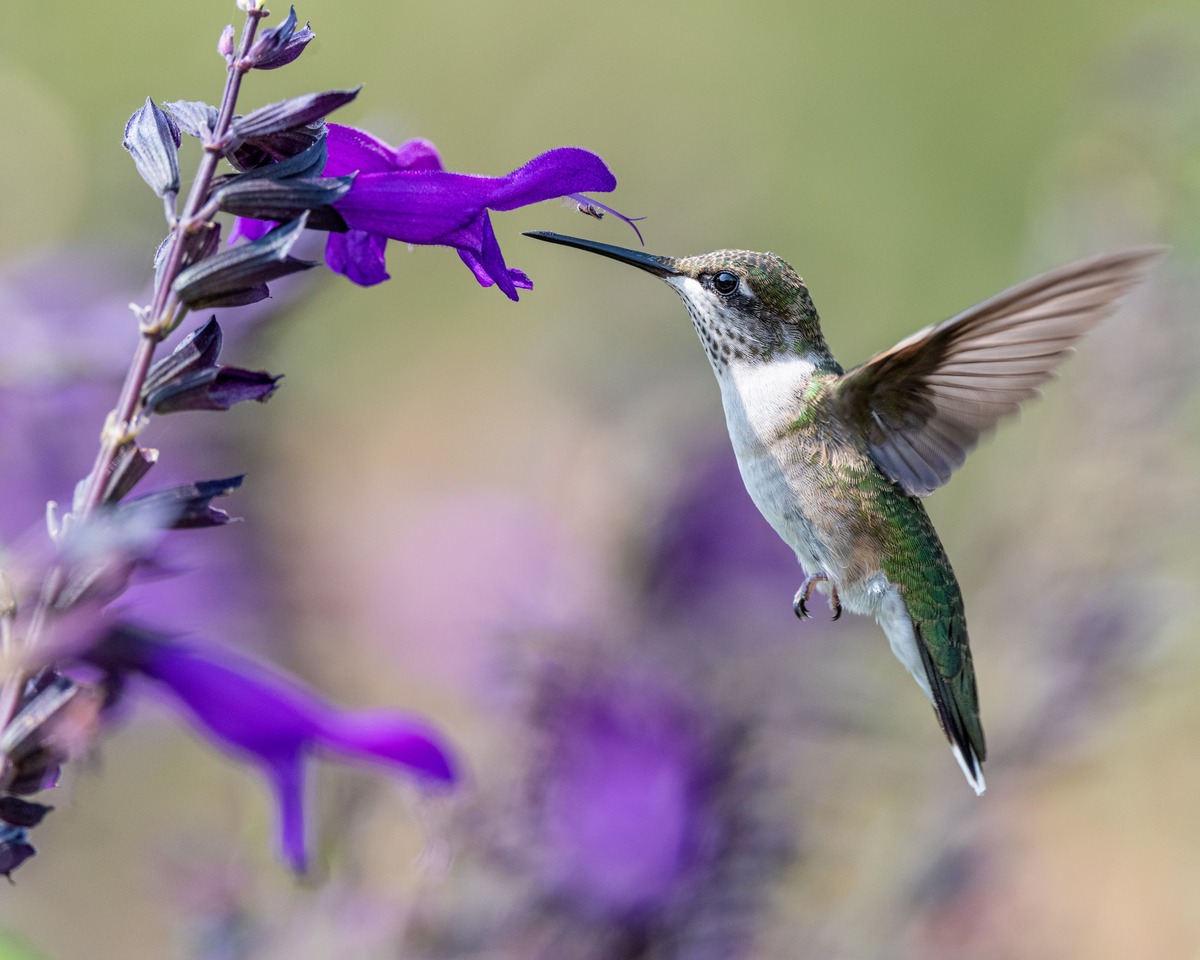 7 plantas para atrair beija flores