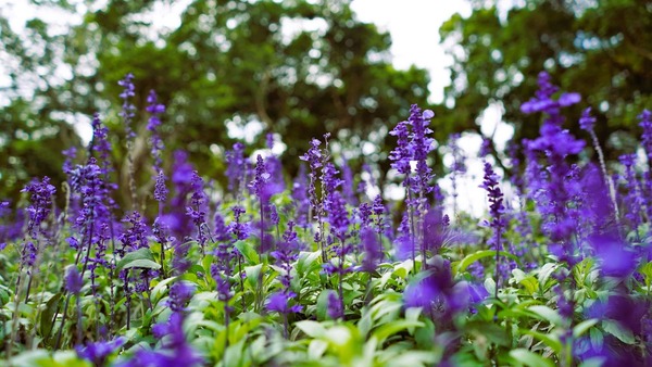 7 plantas para atrair beija-flores