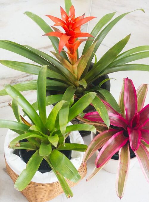 bromelia
