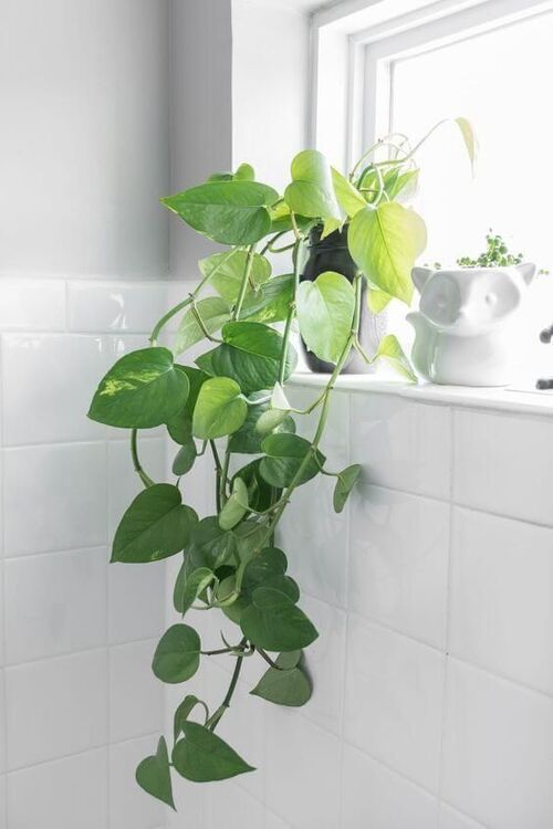 planta para o banheiro