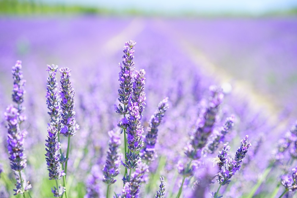 Tudo sobre o óleo essencial de lavanda