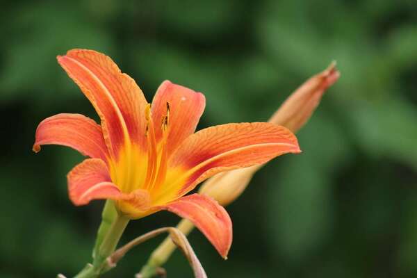 7 plantas para atrair beija-flores