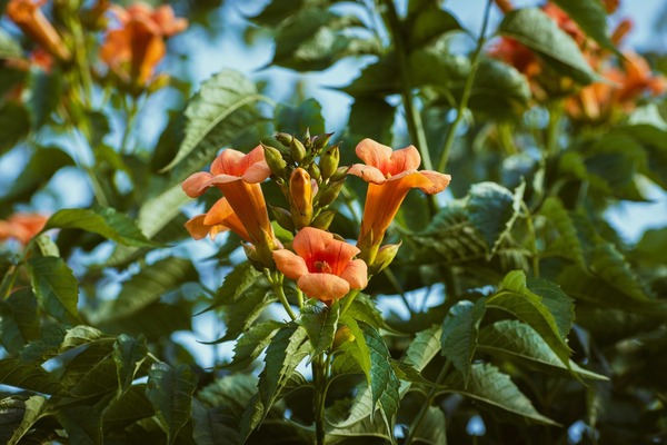 7 plantas para atrair beija-flores 