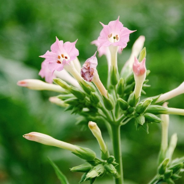 7 plantas para atrair beija-flores tubo de ensaio