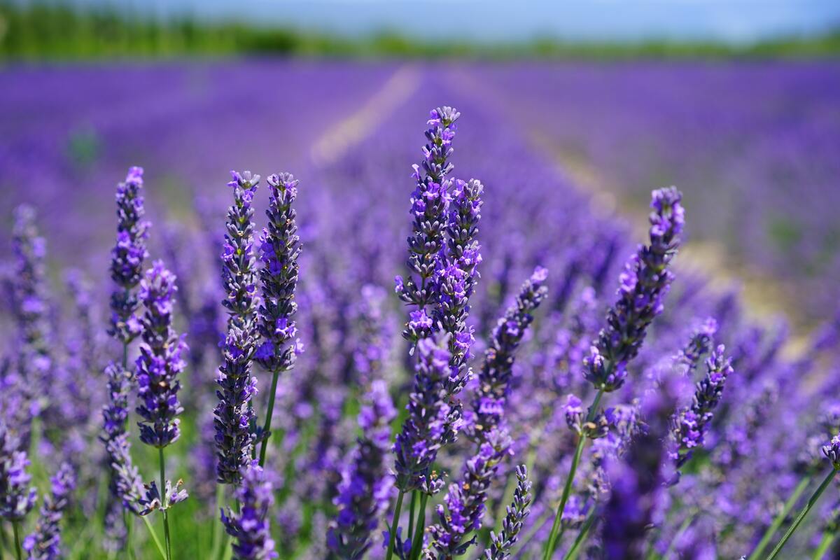 Tudo sobre o óleo essencial de lavanda