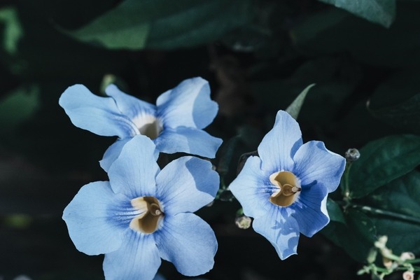 7 plantas para atrair beija-flores