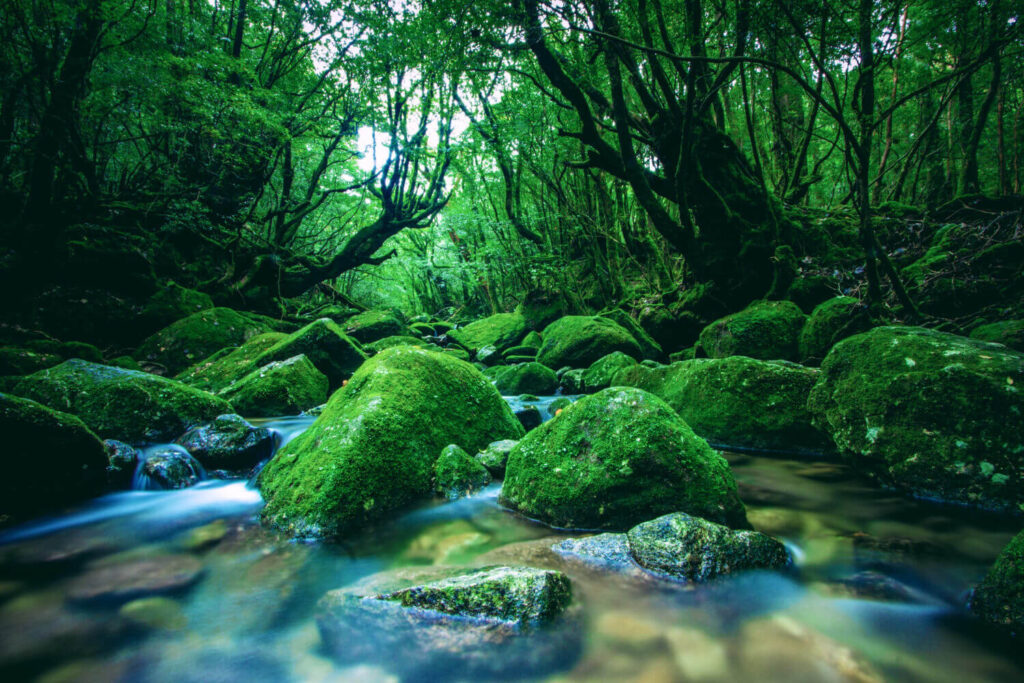 Rio em floresta em Yakushima Japão