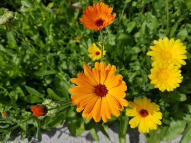 flores de calendula 