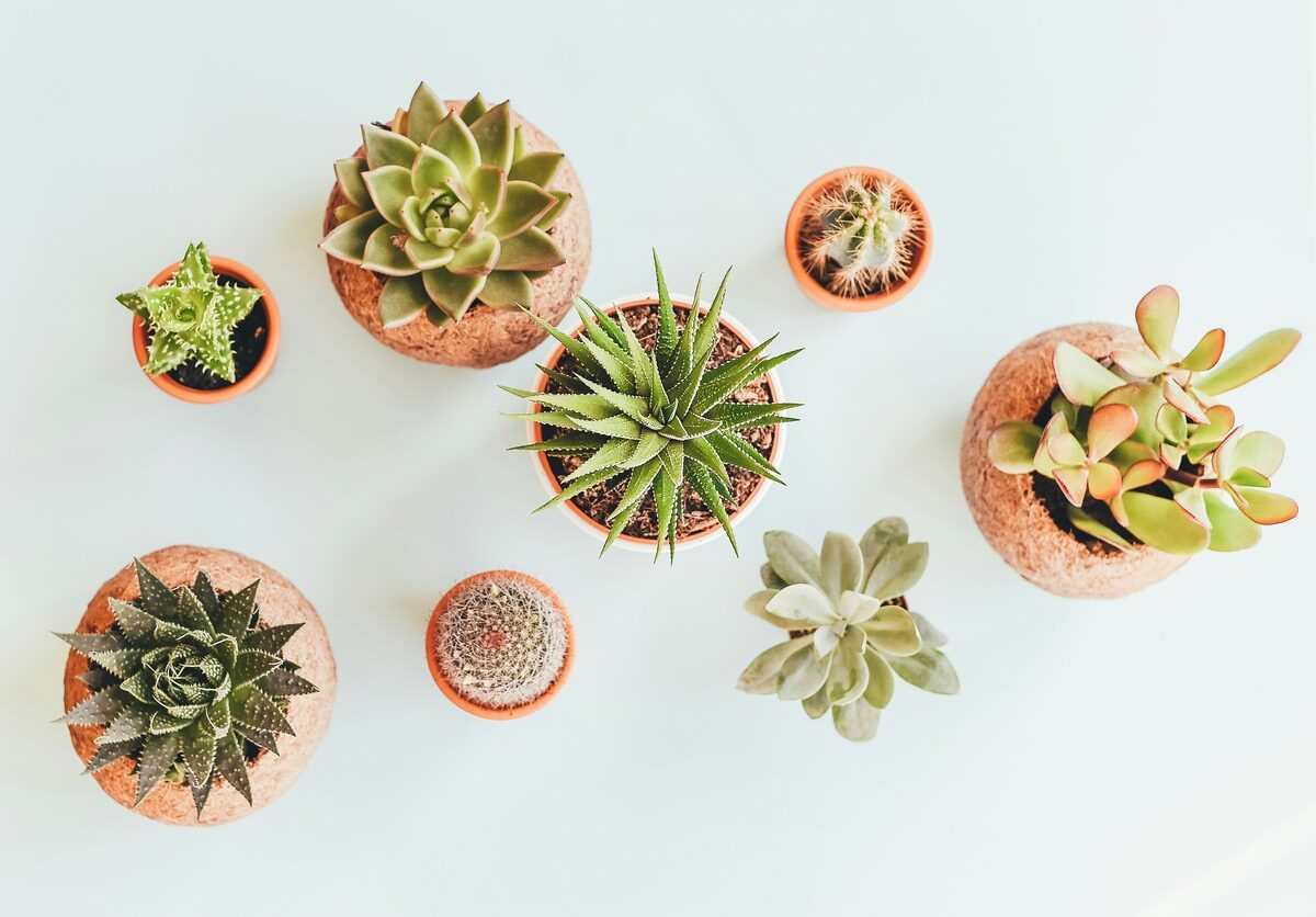 9 plantas para purificar o ar do ambiente