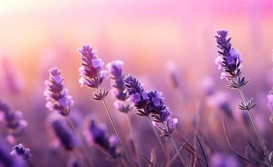 5 beneficios do oleo de lavanda, para que serve o óleo essencial de lavanda