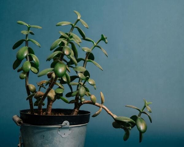 planta jade, plantas da sorte