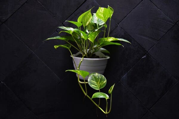 planta do dinheiro