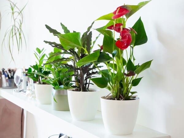 plantas da sorte para ter em casa