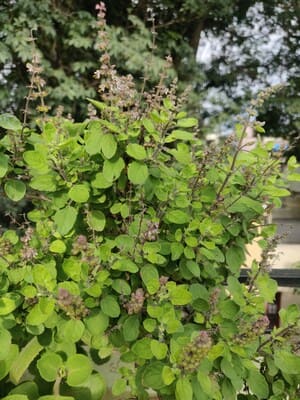 manjericao sagrado tulsi