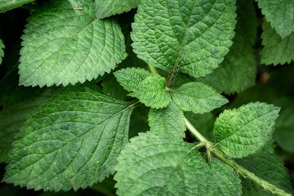 óleo essencial de menta piperita para que serve