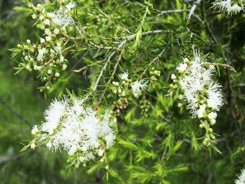 para que serve o óleo de melaleuca